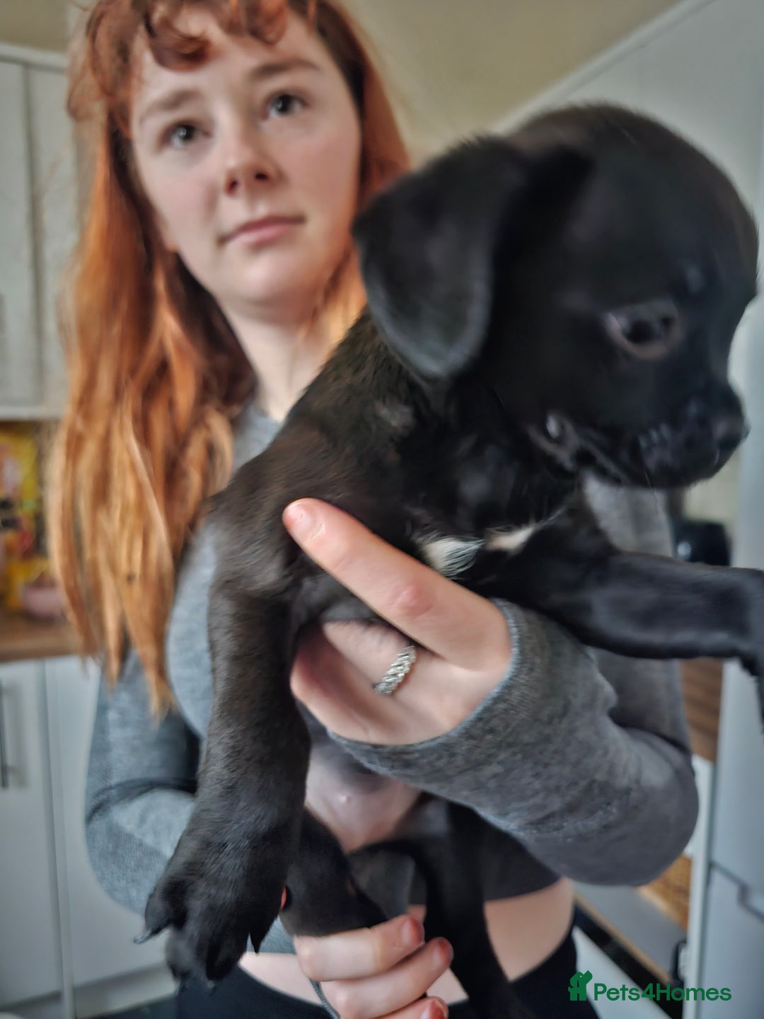 Mixed Breed dogs for sale: Staffy cross puppies  - Advert 6