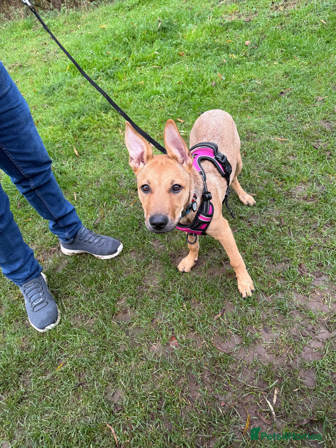 Mixed Breed dogs for sale: Ruby the German Shepherd X staffy pup - Advert 3