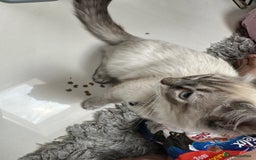 Ragdoll cats for sale: Ragdoll Lynx Blue point male - Image 12