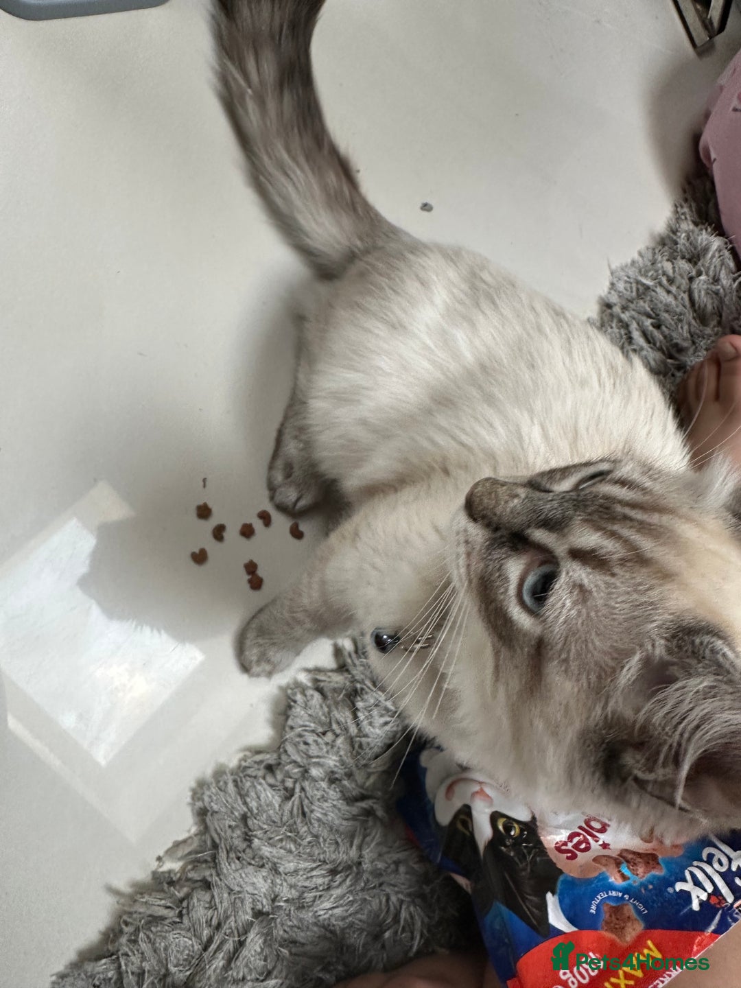 Ragdoll cats for sale: Ragdoll Lynx Blue point male - Image 12