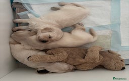 Golden Retriever dogs for sale: 3 beautiful Golden Retriever puppies  - Image 16