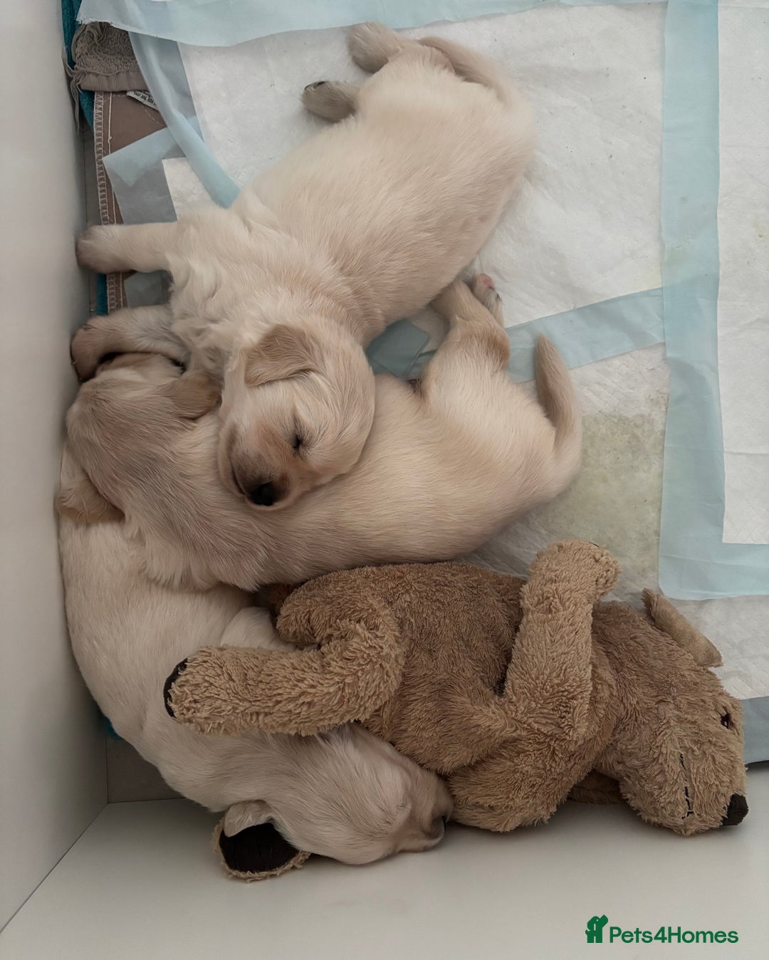 Golden Retriever dogs for sale: 3 beautiful Golden Retriever puppies  - Image 16