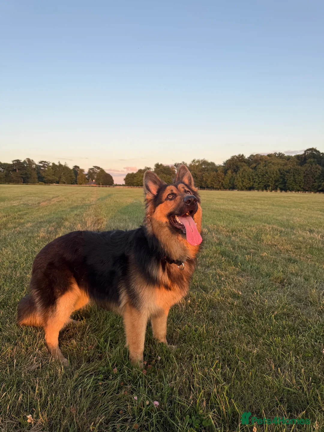 German Shepherd dogs for sale: German Shepherd Puppies - Advert 6