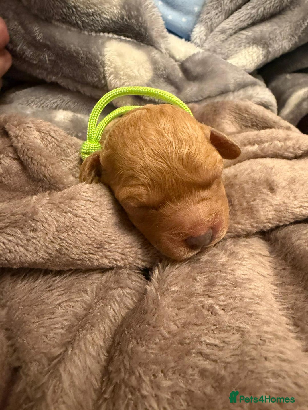 Mixed Breed dogs for sale: Stunning Cavapoochon Puppies - Advert 8