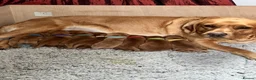 Labrador Retriever dogs for sale: Alan Jarvis Line Working Fox Red Labrador Puppies  - Advert 2