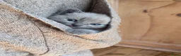 Ragdoll cats for sale: Gorgeous friendly Ragdoll kittens - Advert 30