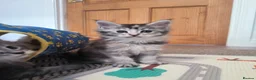 Maine Coon cats for sale: Purebred Maine Coon last girl ready now - Advert 17