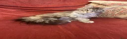 Maine Coon cats for sale: Maine Coon cat for sale in Larne - Advert 8