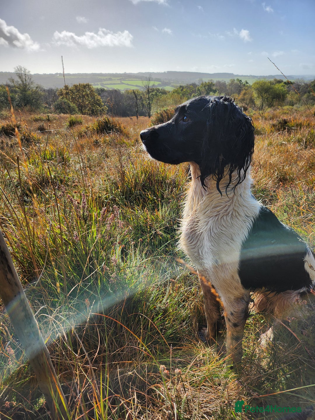 English Springer Spaniel dogs for stud: Wessexmac's King Kobe at Stud - Advert 3