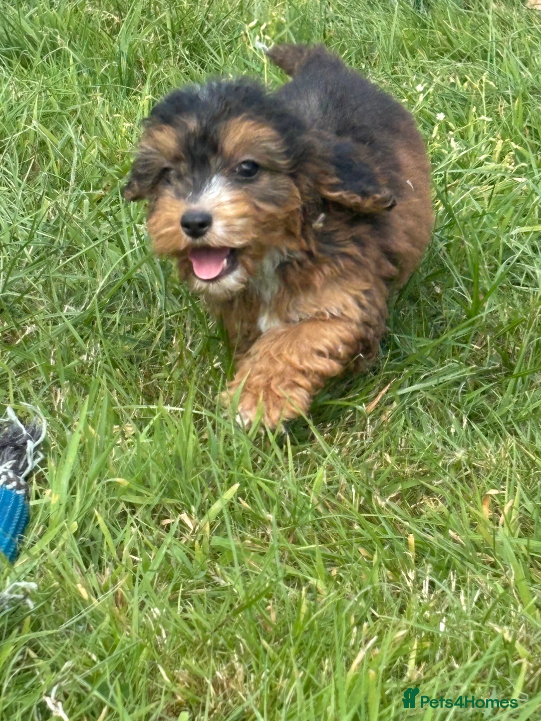 Cockapoo dogs for sale: Stunning F1 cockerpoo puppies - Image 11