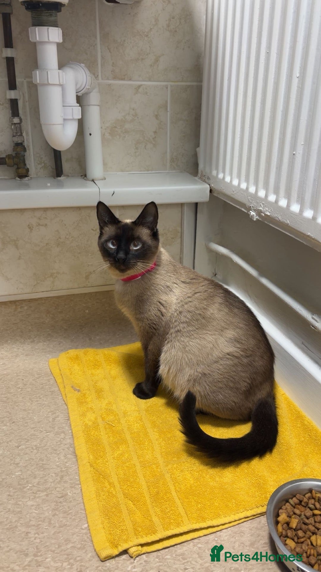 Perdoll cats for sale: 5 little baby’s  - Advert 3