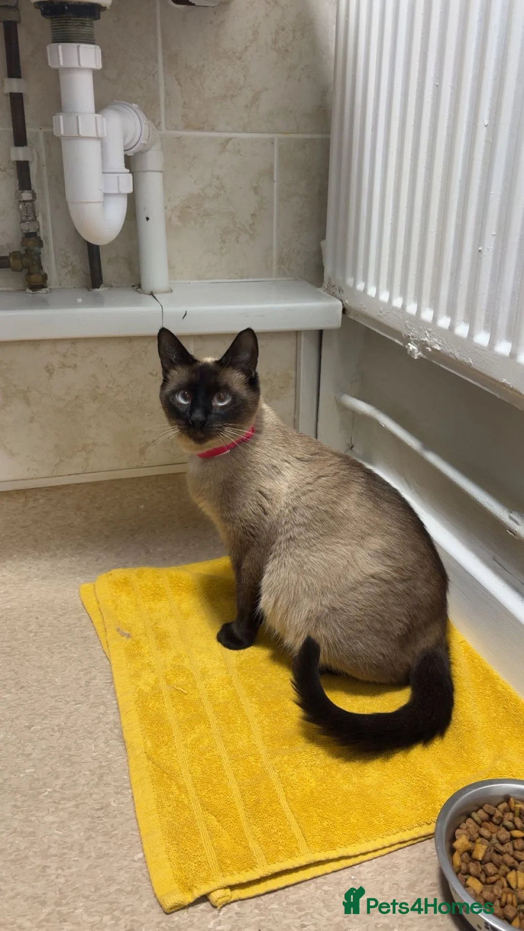 Perdoll cats for sale: 5 little baby’s  - Advert 1