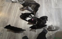 Mixed Breed cats for sale: BSH and Tuxedo Mix - Image 9