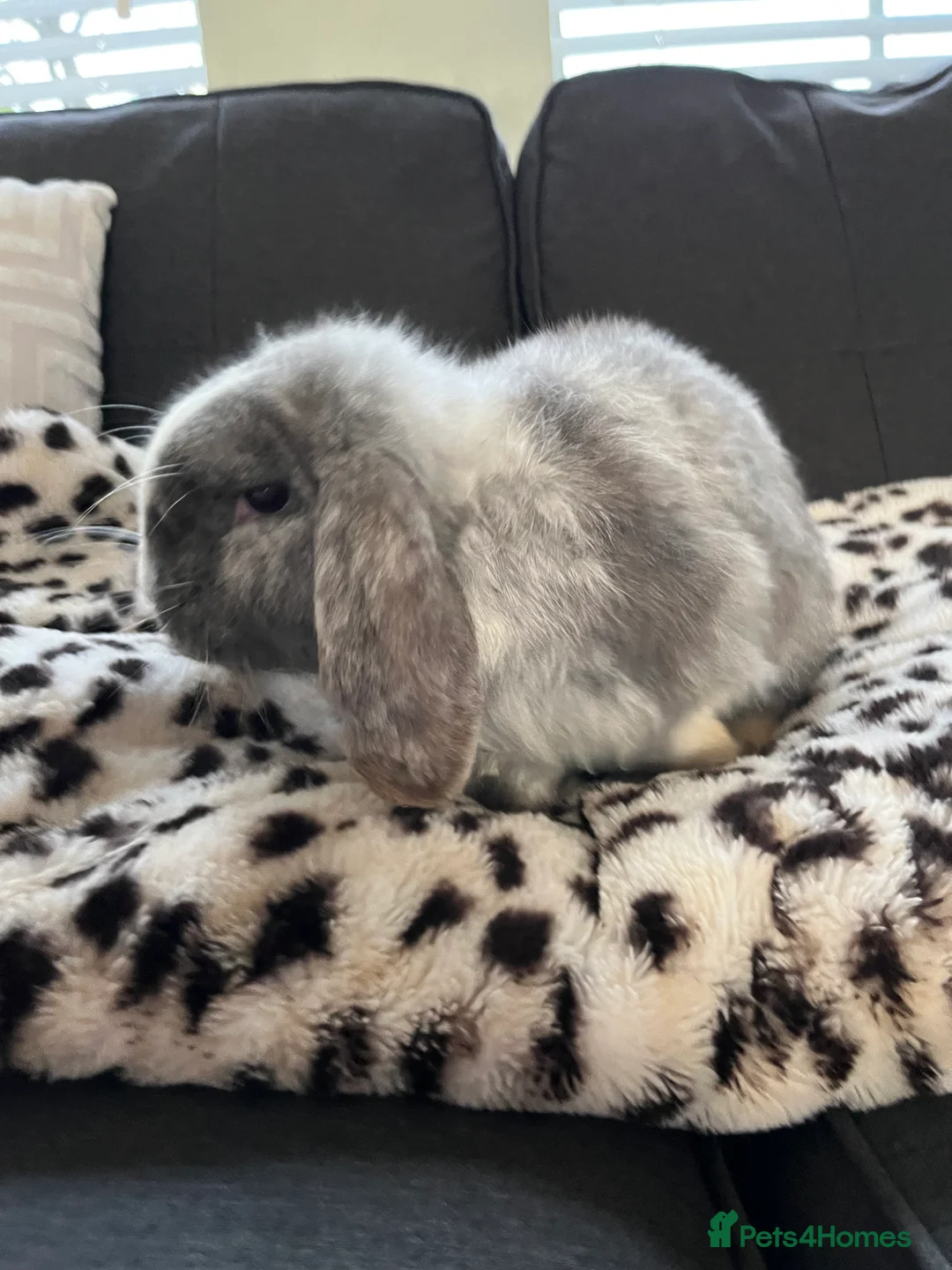 Mini Lop rabbits for sale: Boy Mini Lops looking for their forever home  🐰 - Advert 2