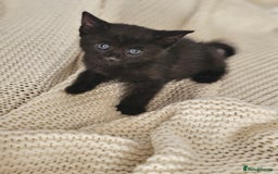 Russian Blue cats for sale: Beautiful Russian Blue cross kittens  - Image 3