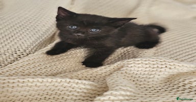 Russian Blue cats - Advert 1