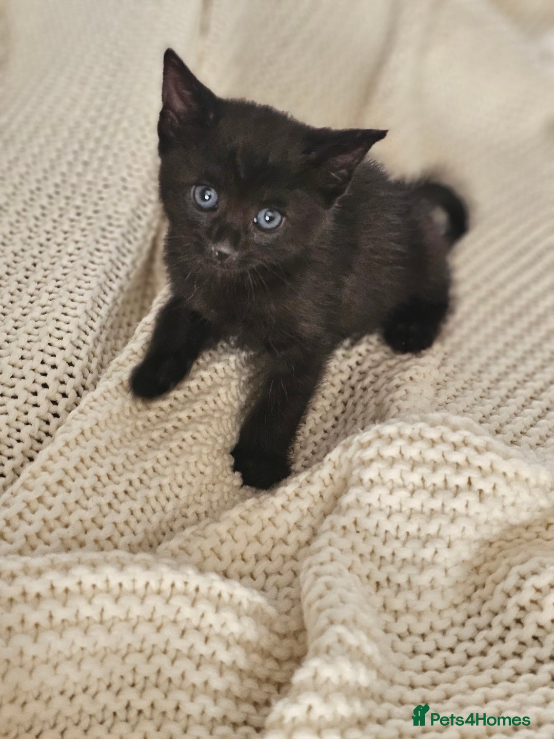 Russian Blue cats for sale: Beautiful Russian Blue cross kittens  - Image 3