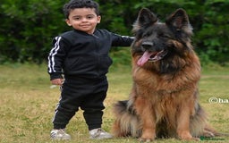 German Shepherd dogs for sale: Purebred German Shepherd Puppies for Sale 🐾 - Image 5