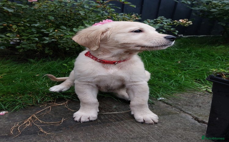 Golden Retriever dogs - Advert 12