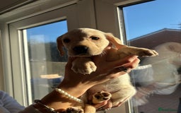 Labrador Retriever dogs for sale: Adorable Labradors ready for there forever  home  - Image 6