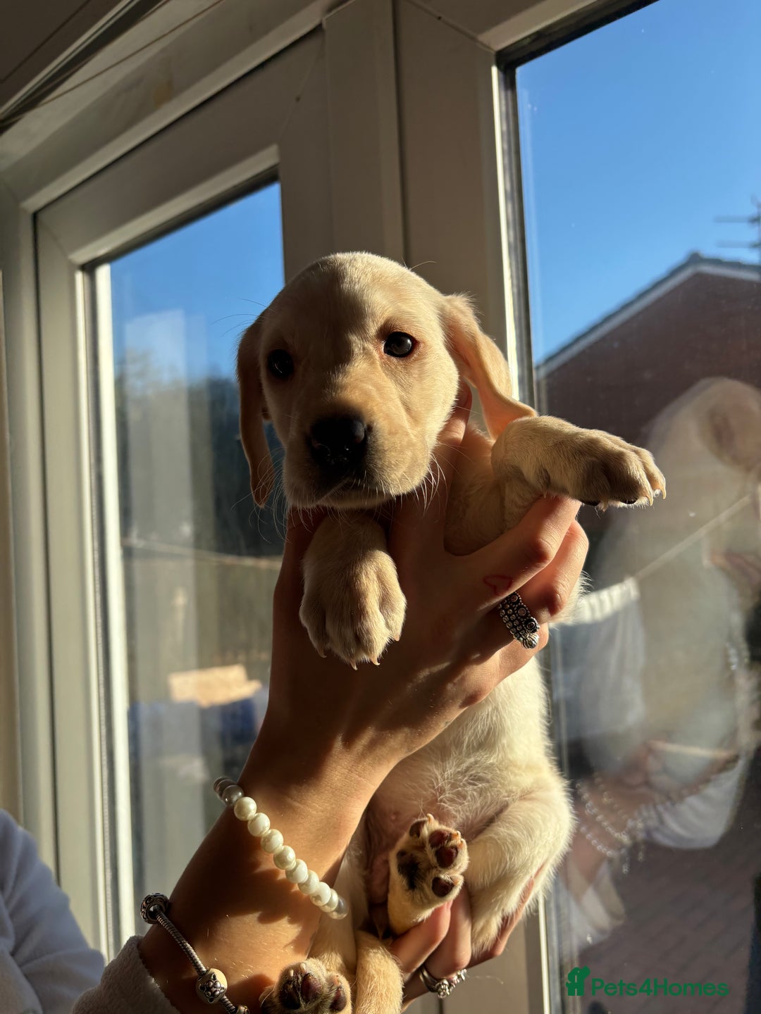 Labrador Retriever dogs for sale: Adorable Labradors ready for there forever  home  - Image 6