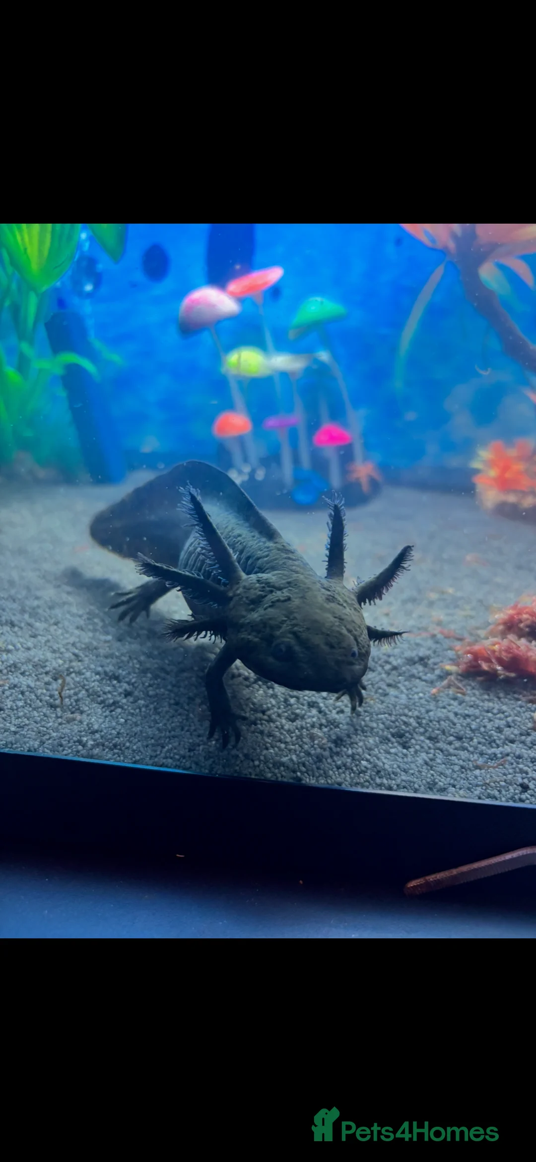 Axolotl reptiles for sale: Baby axolotls - Advert 2