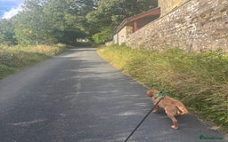 Labrador Retriever dogs for sale: Bea fox red Labrador  - Image 2