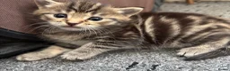 Mixed Breed cats for sale: Kittens For Sale - Advert 12