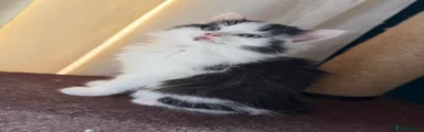 Black and white fluffy kitten male 