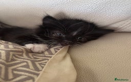 Mixed Breed cats for sale: 4 black + white mixed kittens - Image 9