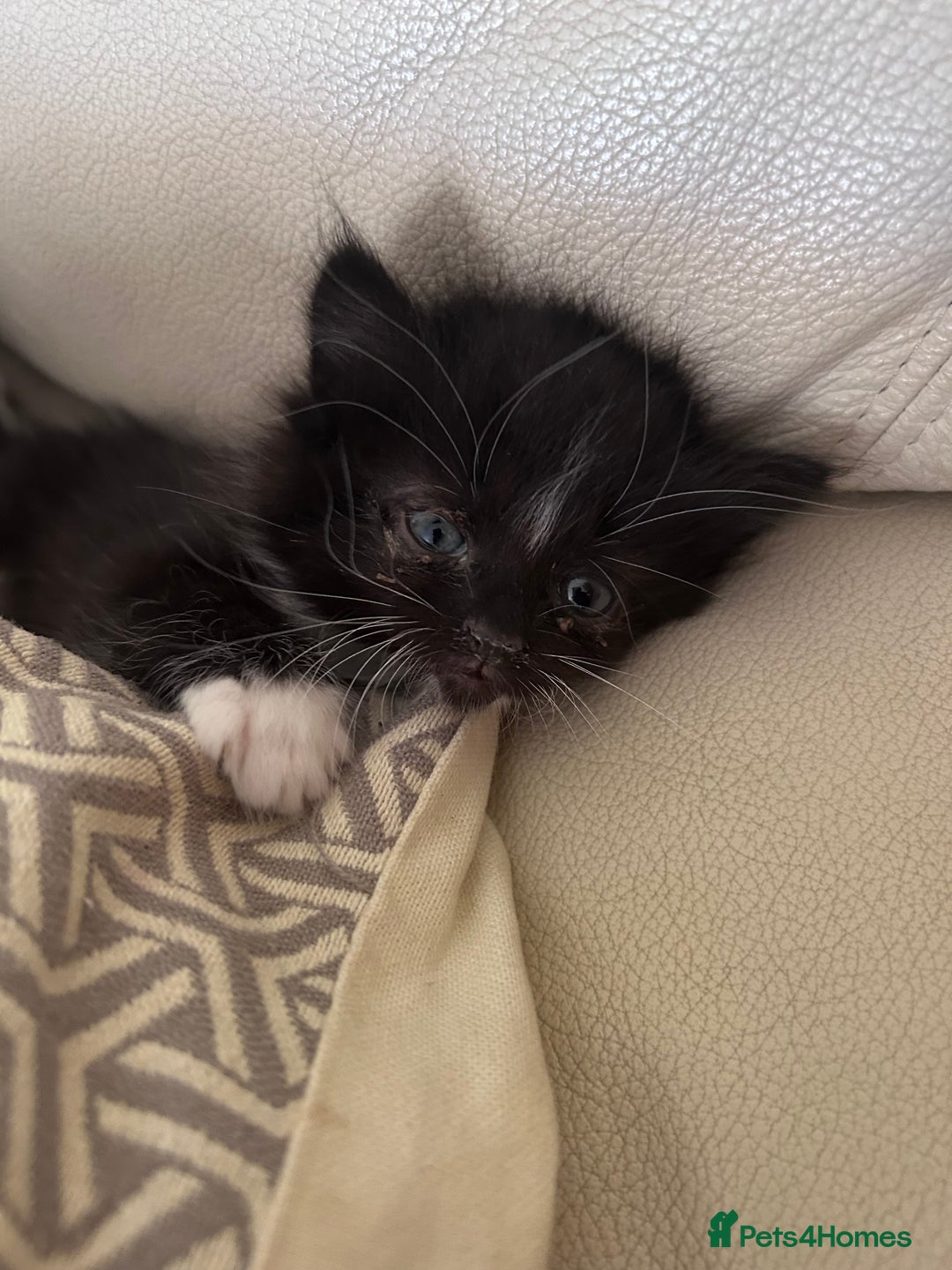 Mixed Breed cats for sale: 4 black + white mixed kittens - Image 9