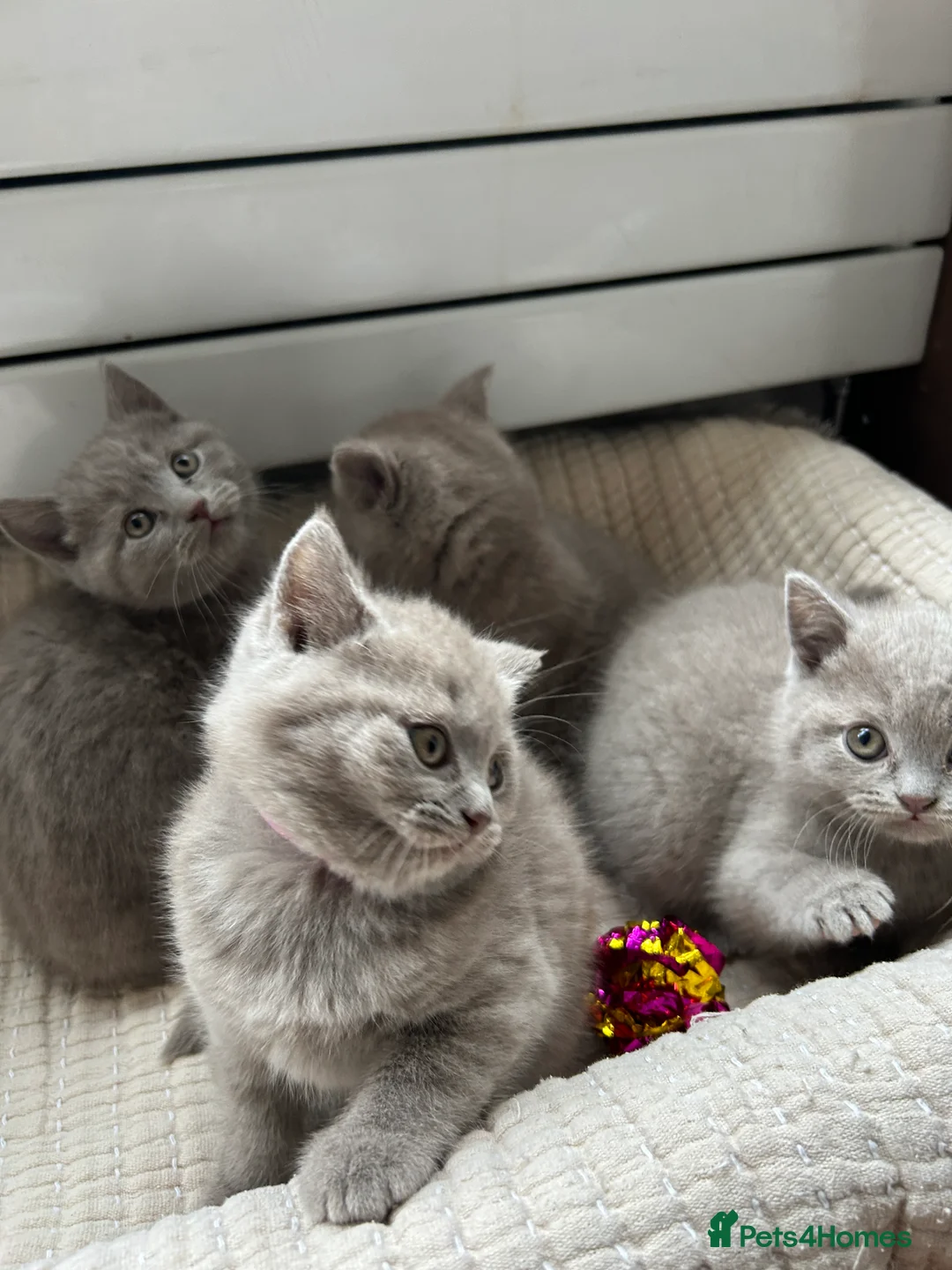 British Shorthair cats for sale: Gorgeous BSH pedigree kittens  - Advert 4