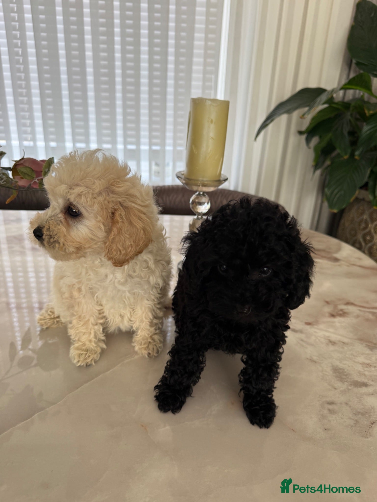 Toy Poodle dogs Already trained little Toy Poodles 🐶🐶 - Advert 1