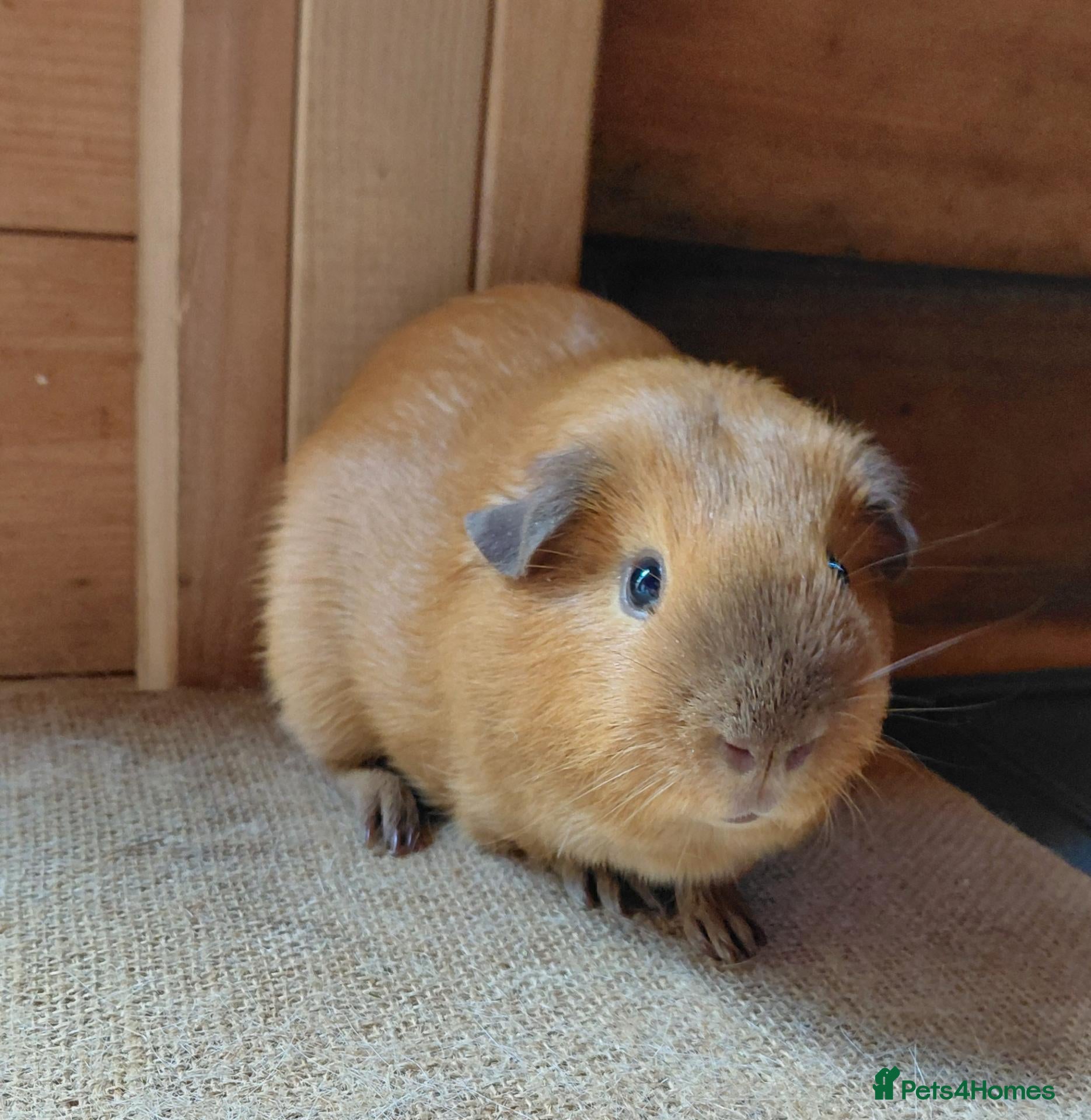 Guinea Pig rodents Californian guinea pig - Advert 1