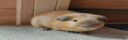 Guinea Pig rodents for sale: Californian guinea pig - Advert 1