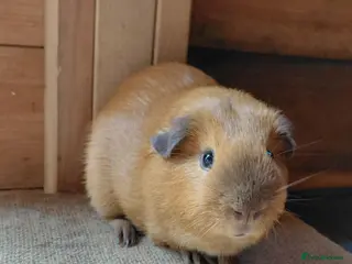 Guinea Pig rodents Californian guinea pigs - Advert 3