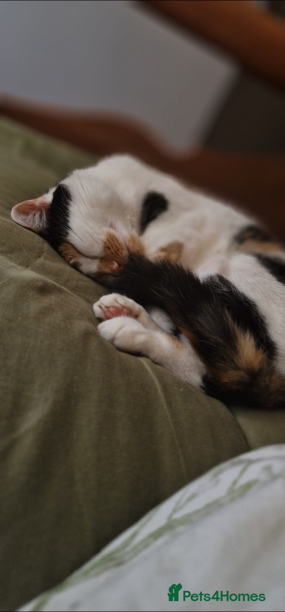 Mixed Breed cats for sale: 2 cats for rehome - Advert 6