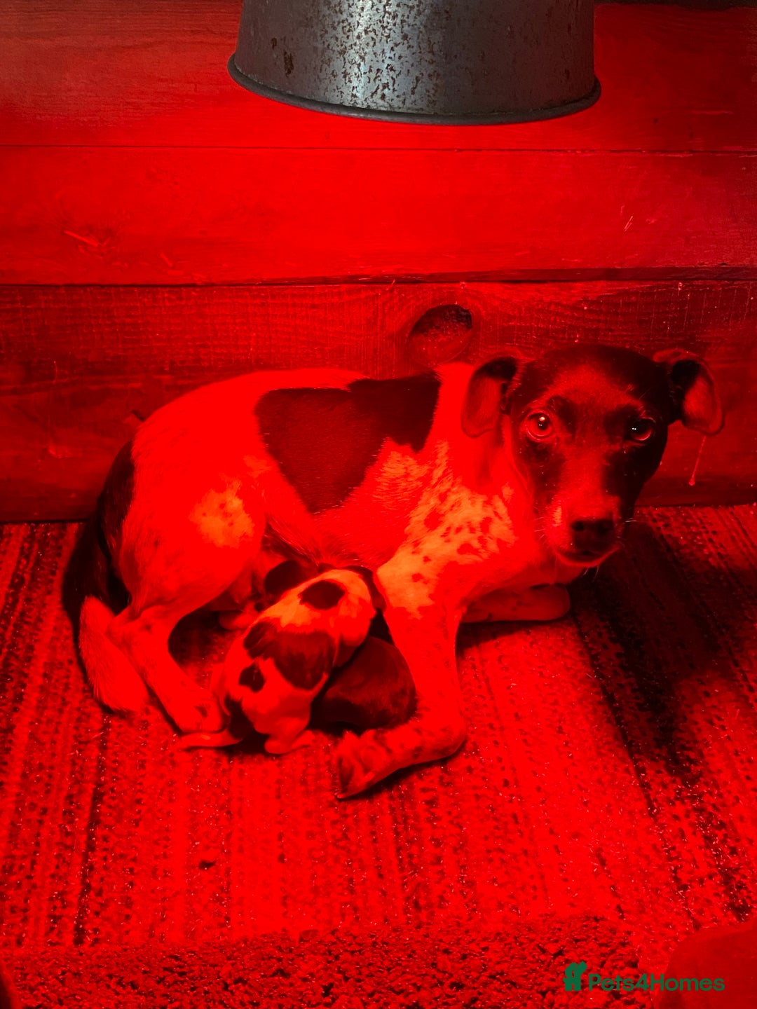 Mixed Breed dogs for sale: Jack Russell X terrier male - Advert 5