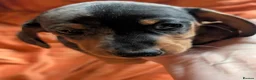 Dachshund dogs for sale: Dappled/Merl Dachshund puppies  - Advert 6