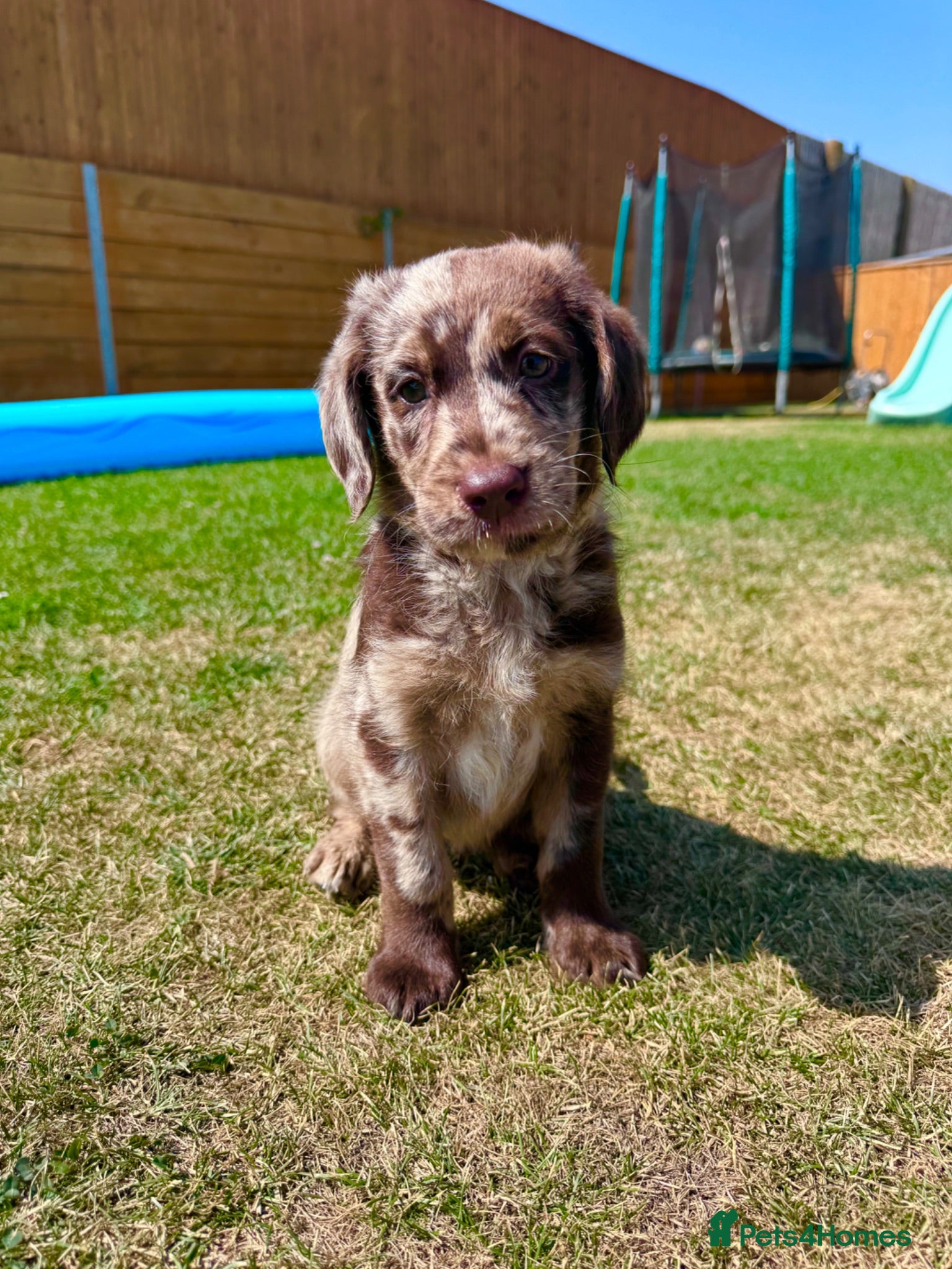 Labradoodle dogs Chocolate & Chocolate Merle Labradoodle Babies 🐾 - Advert 2