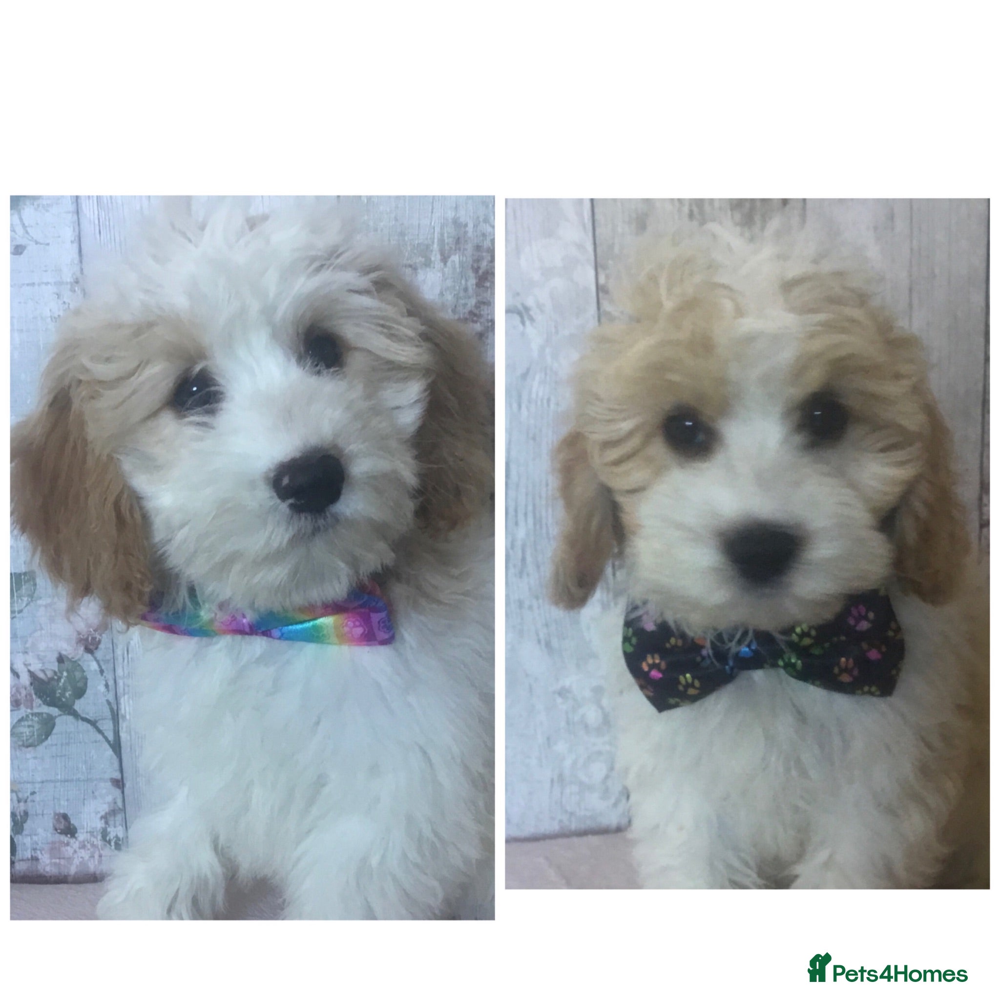 Cavapoo dogs Adorable Cockalierpoo pups ( so cute) - Advert 1