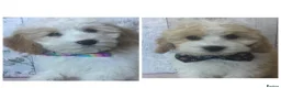 Cavapoo dogs for sale: Adorable Cockalierpoo pups ( so cute) - Advert 1