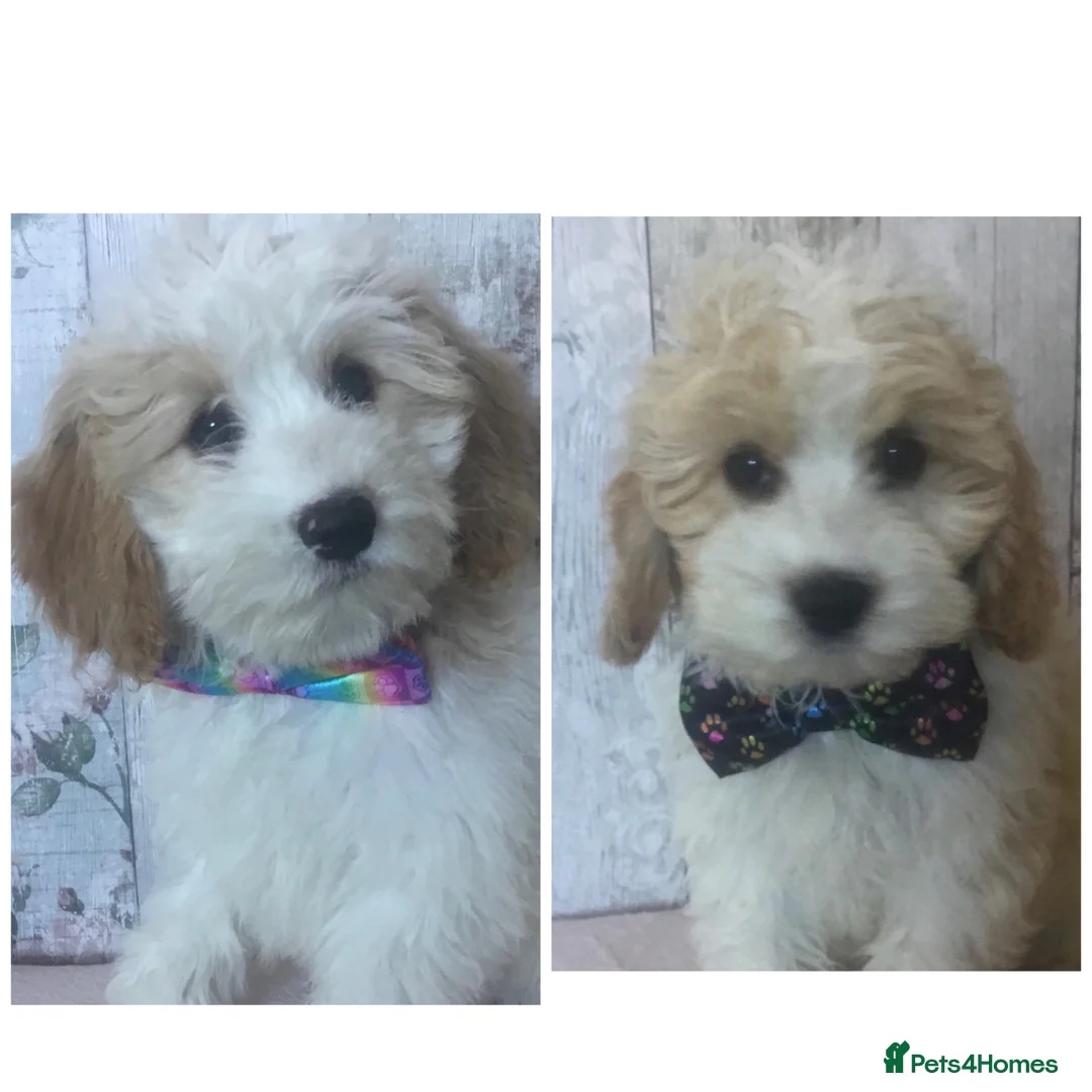 Cavapoo dogs for sale: Adorable Cockalierpoo pups ( so cute) - Advert 1
