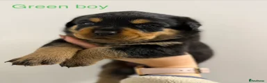 Rottweiler Male - Green