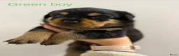 Rottweiler dogs for sale: Rottweiler Puppies For Sale - Advert 5