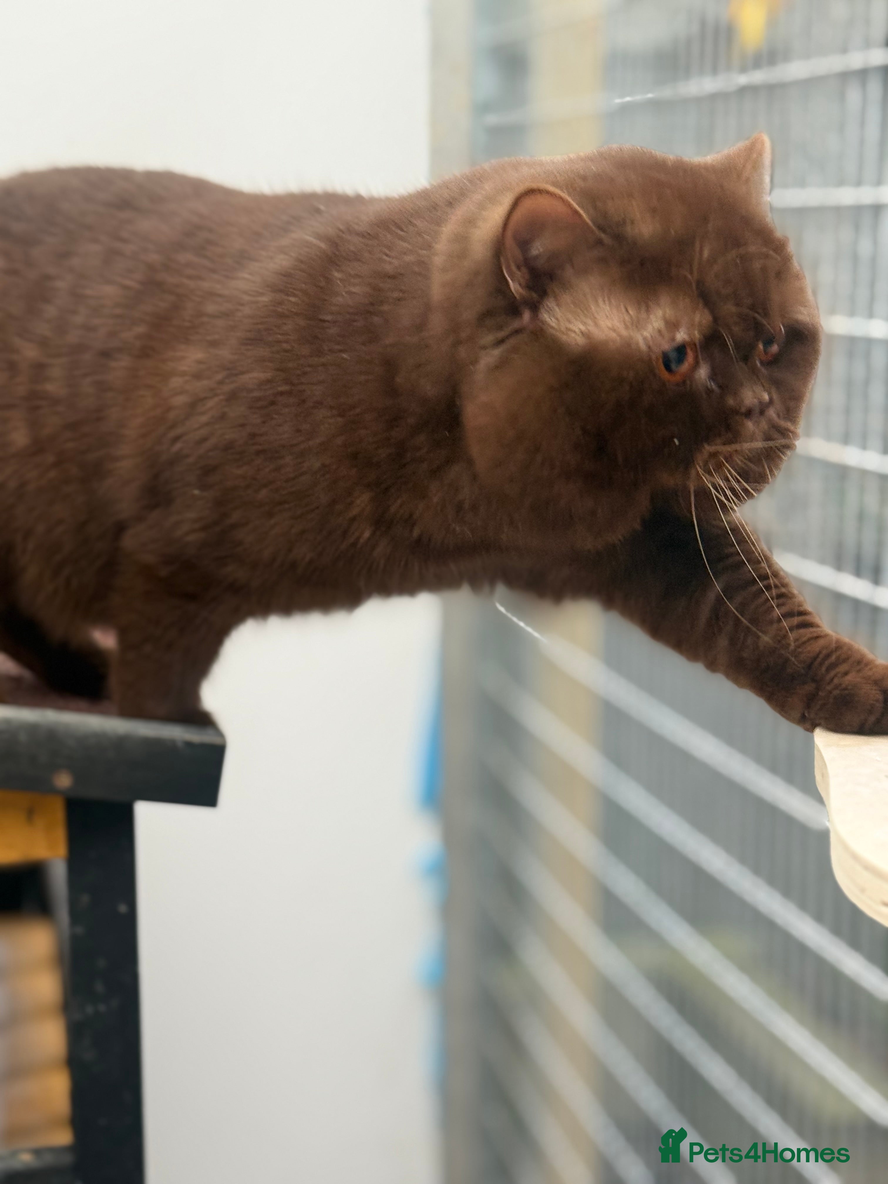 British Shorthair cats Super important boy Chocolate carrying cinnamon  - Advert 2
