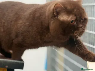 British Shorthair cats Super important boy Chocolate carrying cinnamon - Advert 2