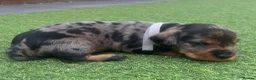 Mixed Breed dogs for sale: Beautiful miniature Schnoxie - Advert 18