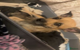 Chug dogs for sale: PUPPIES FOR SALE - Image 6