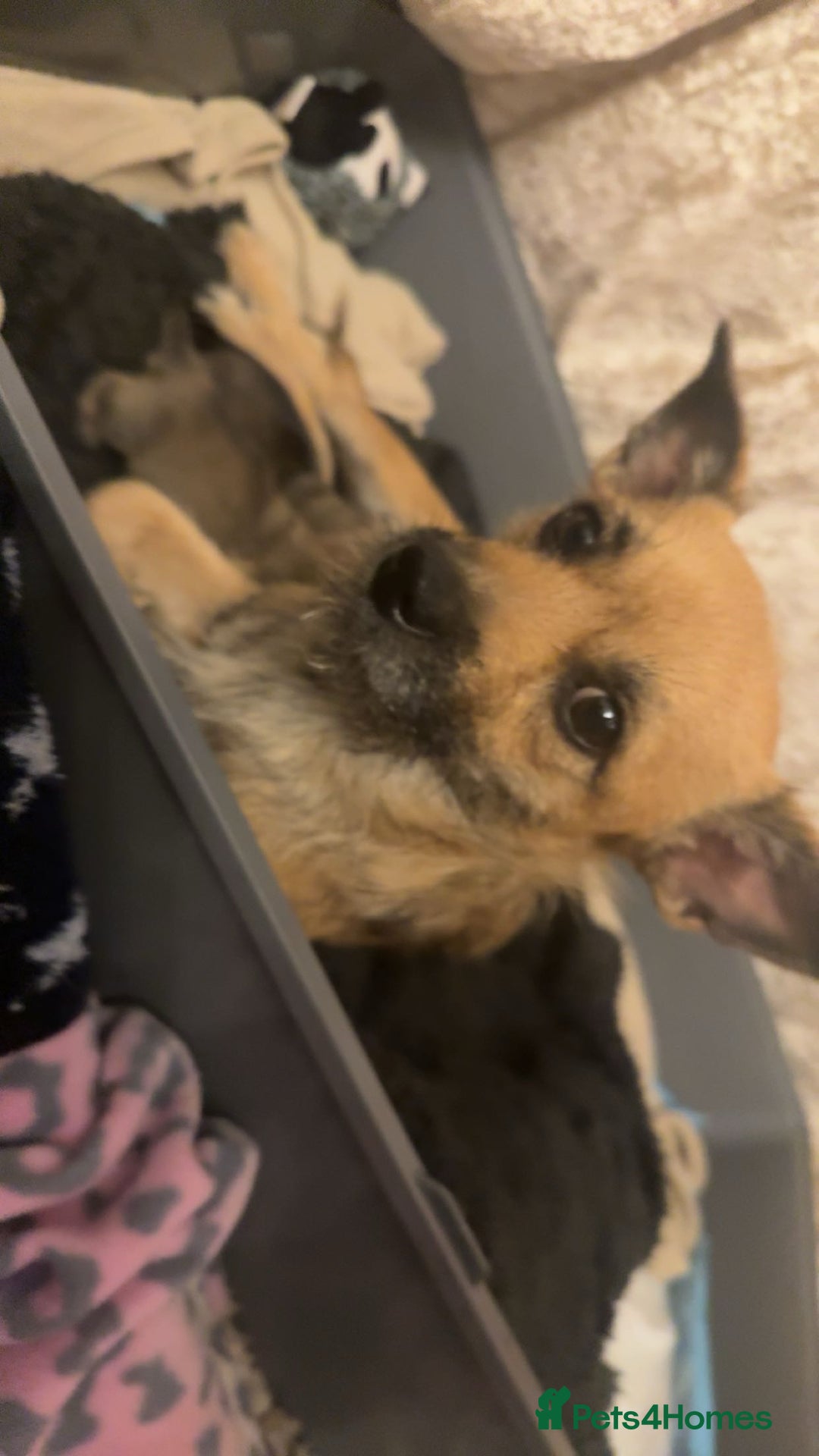 Chug dogs for sale: PUPPIES FOR SALE - Image 6